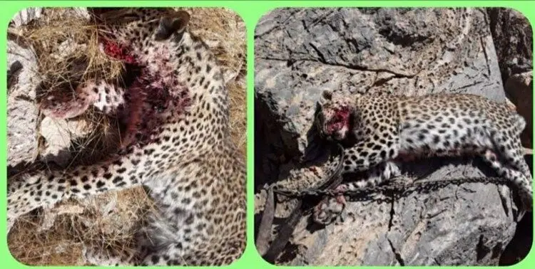 شکار پلنگ و سوزاندن آن در کرمان