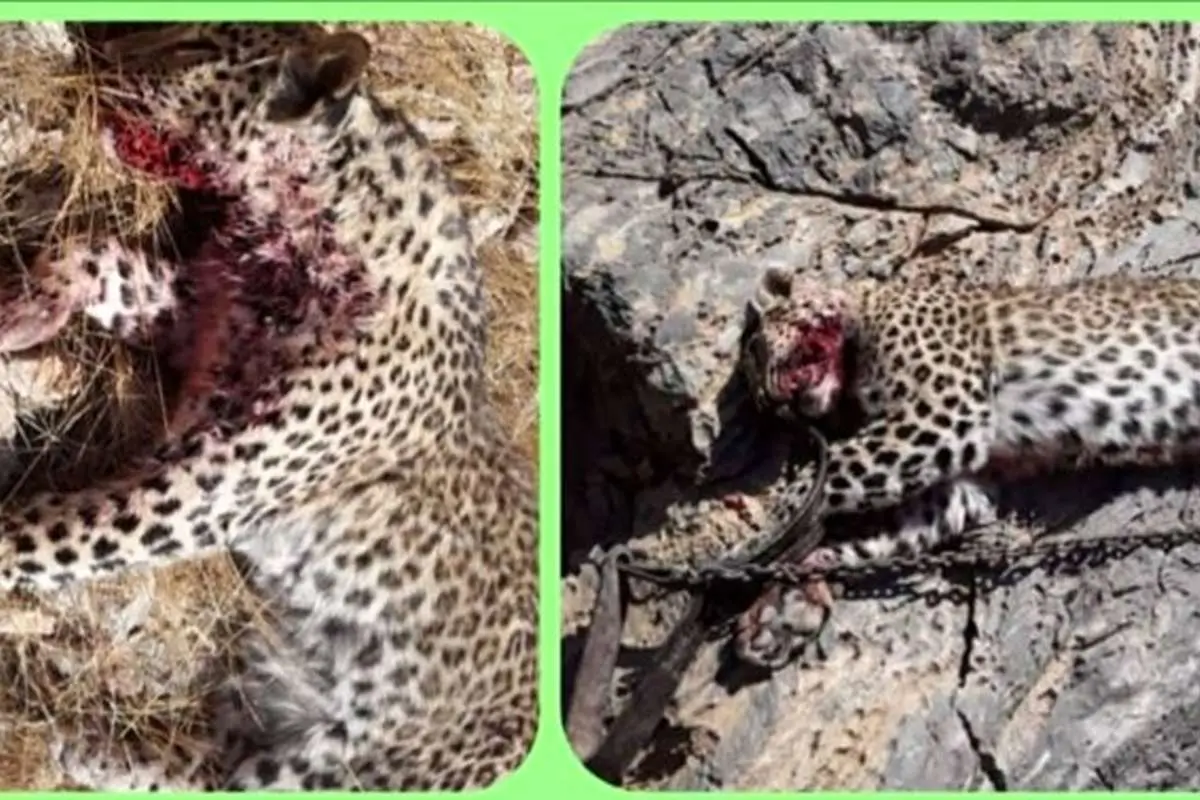شکار پلنگ و سوزاندن آن در کرمان