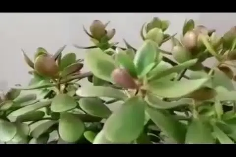 (ویدئو) پشت پرده جنجال پر سروصدای نوه استاد شجریان