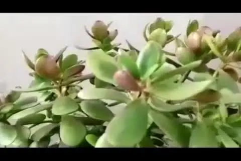 (ویدئو) پشت پرده جنجال پر سروصدای نوه استاد شجریان