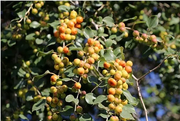 در مورد خواص بی‌نظیر میوه و برگ درخت کُنار یا سِدر چه می‌دانید؟