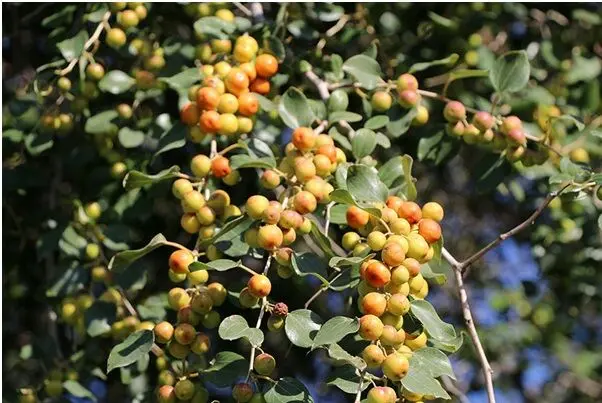در مورد خواص بی‌نظیر میوه و برگ درخت کُنار یا سِدر چه می‌دانید؟