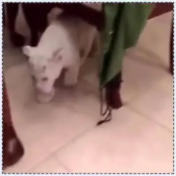 (ویدئو) مورد عجیب حراج حیوانات در فضای مجازی؛ از جگوار تا شیر سفید!