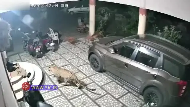 حمله پلنگ گرسنه به سگ نگهبان