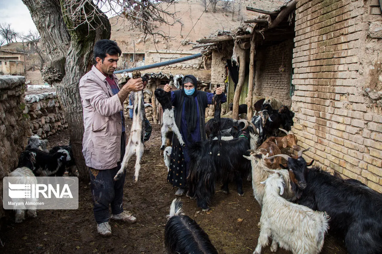 (تصاویر) تلف شدن دام‌ها بر اثر شکستگی لوله نفت مارون