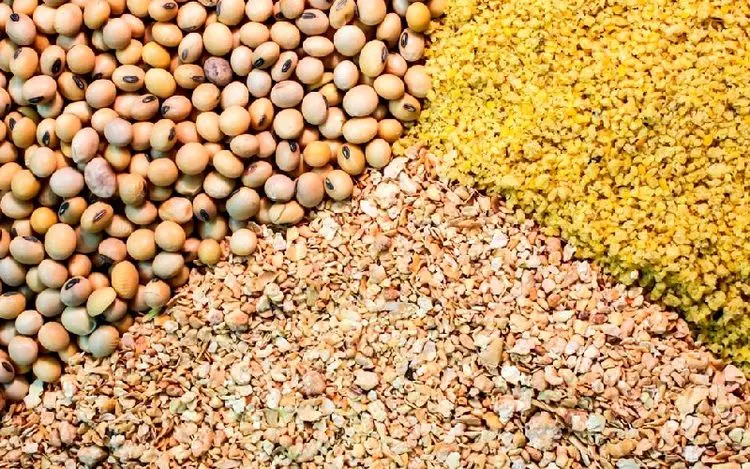 دستگیری مدیرعامل بزرگترین شرکت تولید خوراک دام شمال
