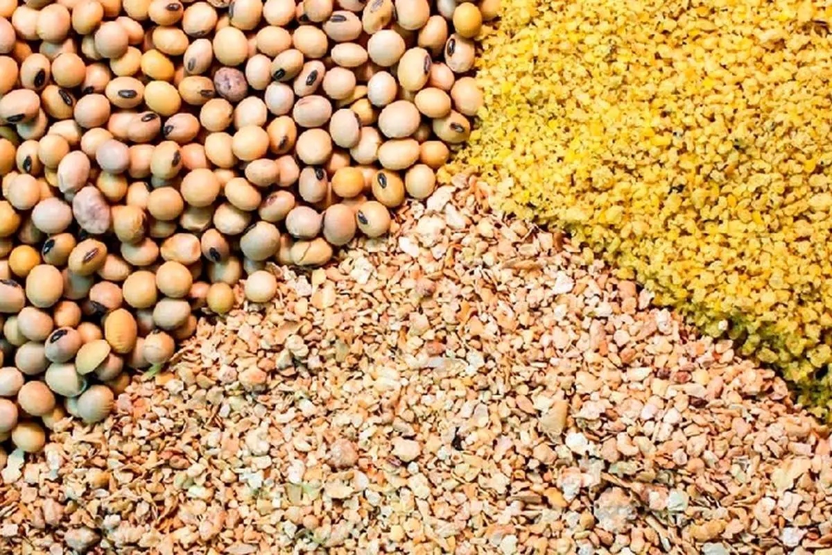 دستگیری مدیرعامل بزرگترین شرکت تولید خوراک دام شمال