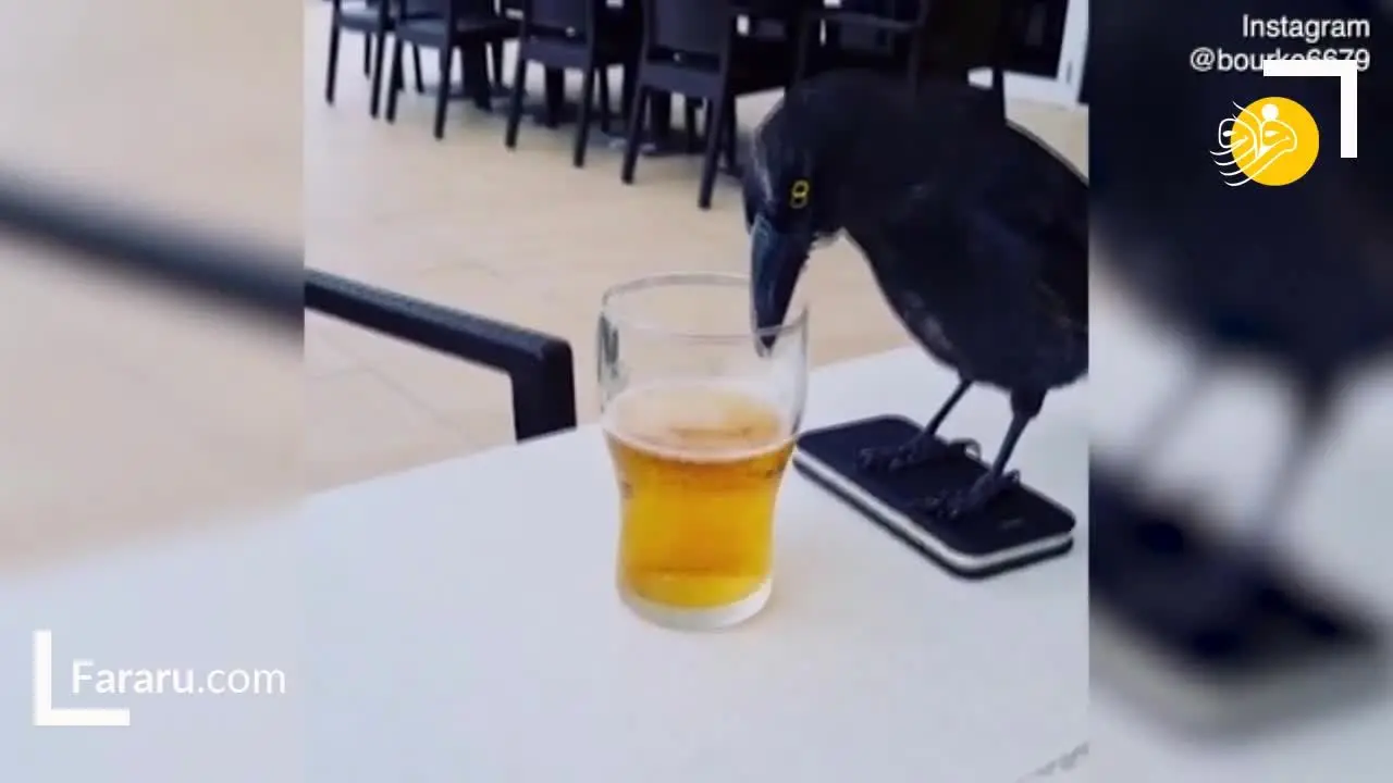 (ویدئو) علاقه یک پرنده به خوردن آبجو!
