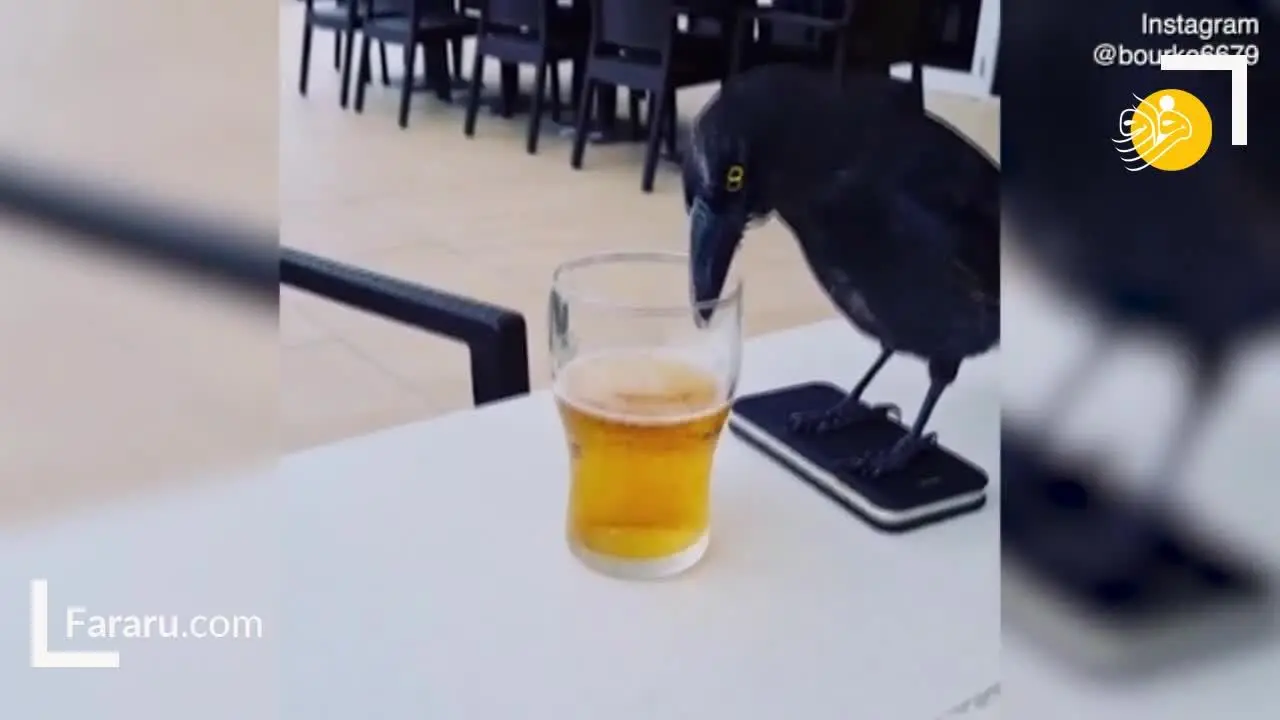 (ویدئو) علاقه یک پرنده به خوردن آبجو!