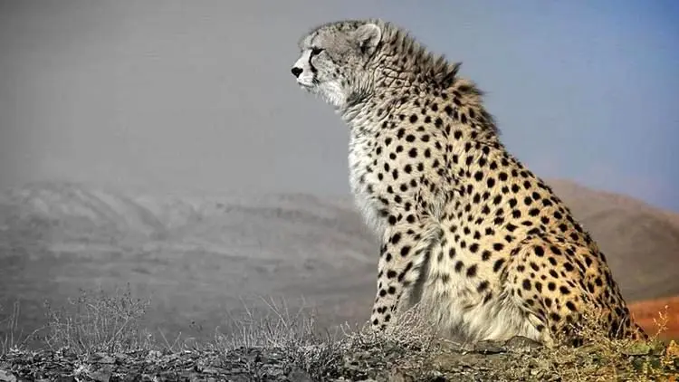 سیمای زشت خرید و فروش حیوانات در یک نگاه