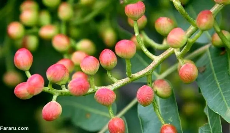 خواص باورنکردنی میوه درخت پسته کوهی (بنه یا کُلخُنگ)