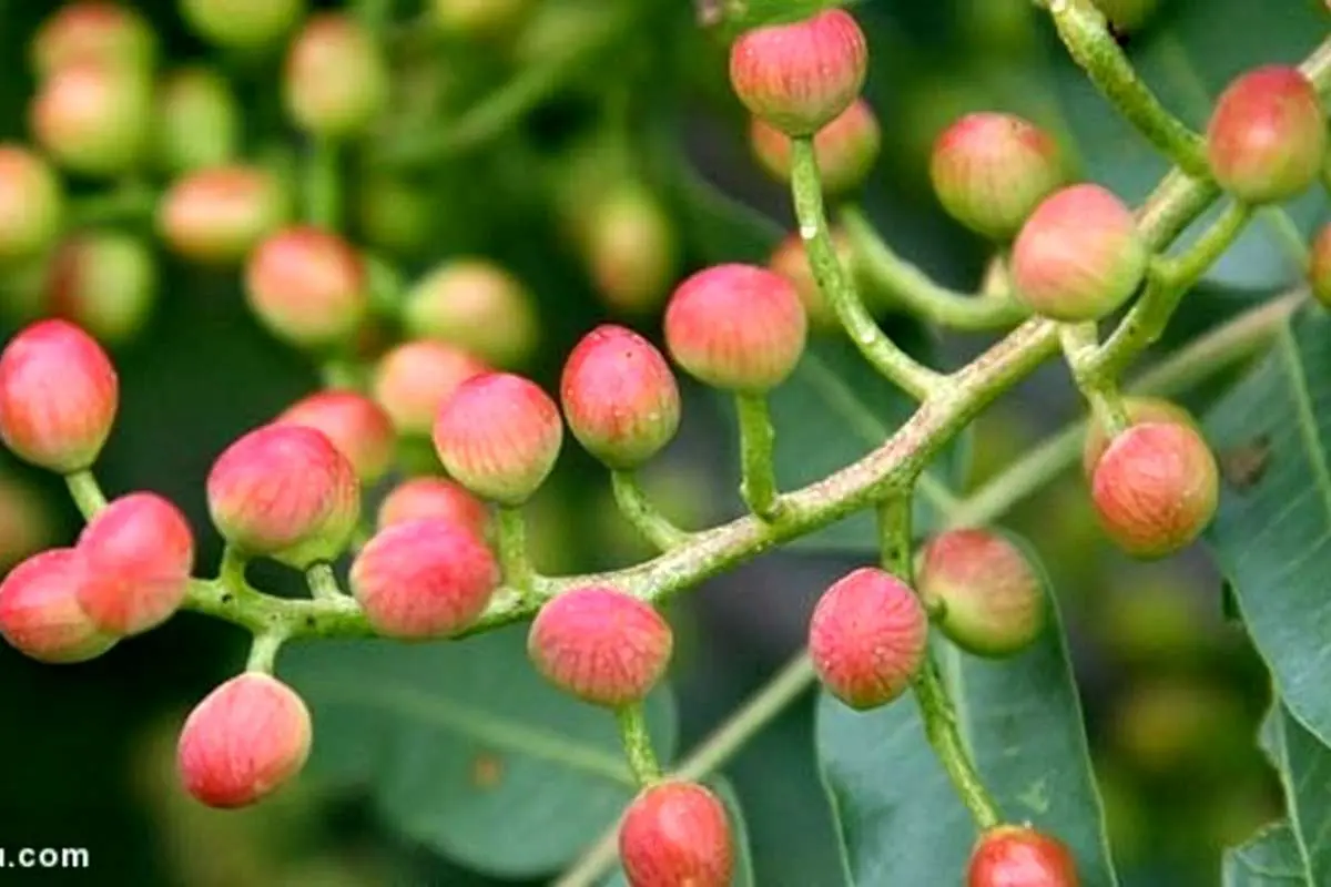 خواص باورنکردنی میوه درخت پسته کوهی (بنه یا کُلخُنگ)