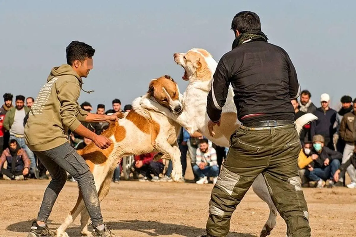 بازداشت عوامل برگزاری جنگ سگها