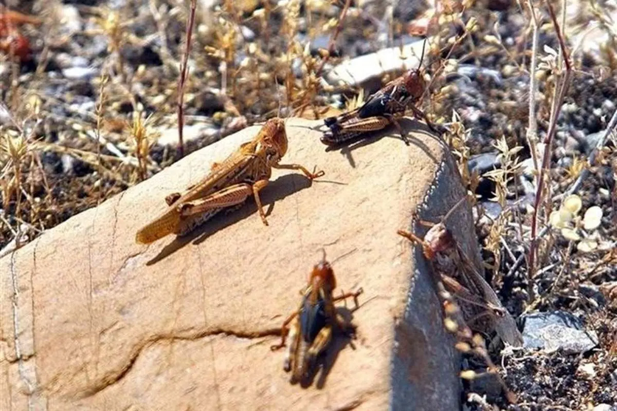 جزئیات حمله گسترده ملخهای صحرایی به کشور