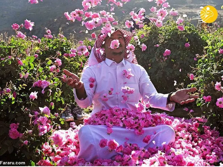 (تصاویر) شهر گل عربستان کجاست؟
