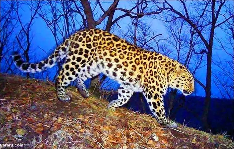  تصاویر نادری از پلنگ آمور به همراه سه توله‌اش  
