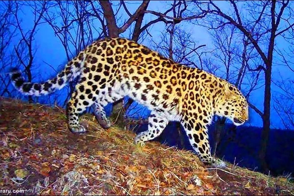 تصاویر نادری از پلنگ آمور به همراه سه تولهاش