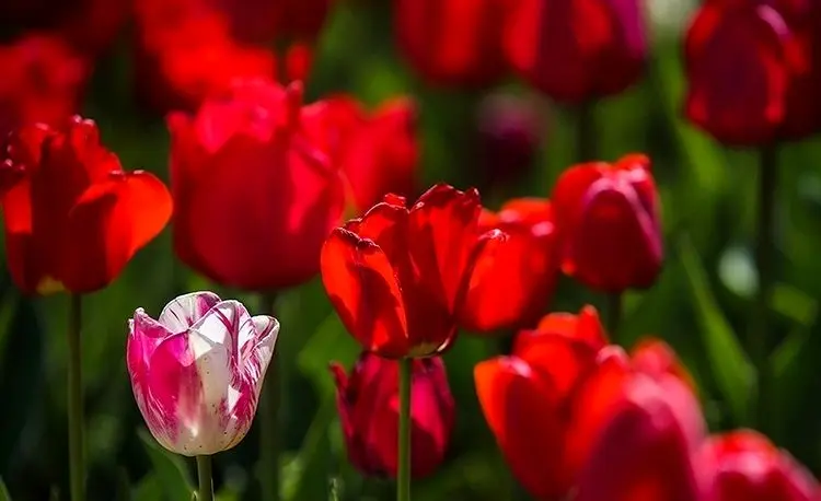 (تصاویر) باغ گل‌ها در کرج
