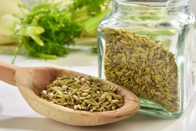 گیاه رازیانه، از خواص تا کاشت و برداشت در منزل!