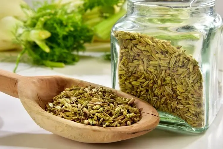 گیاه رازیانه، از خواص تا کاشت و برداشت در منزل!