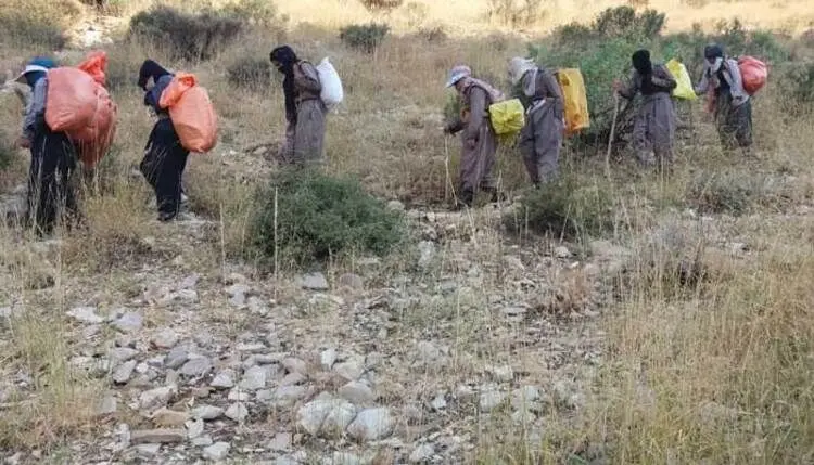 تکذیب کوله‌بری زنان در کردستان