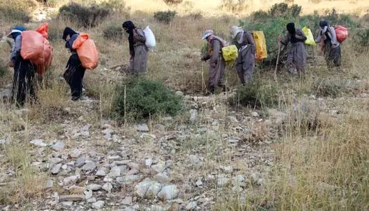 تکذیب کوله‌بری زنان در کردستان