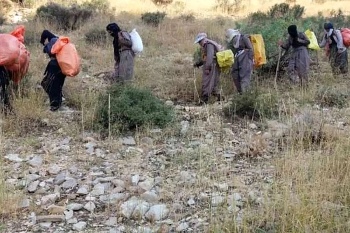 تکذیب کولهبری زنان در کردستان