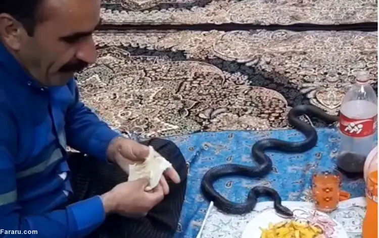 (ویدئو) مار زنده سر سفره مرد کرمانشاهی!