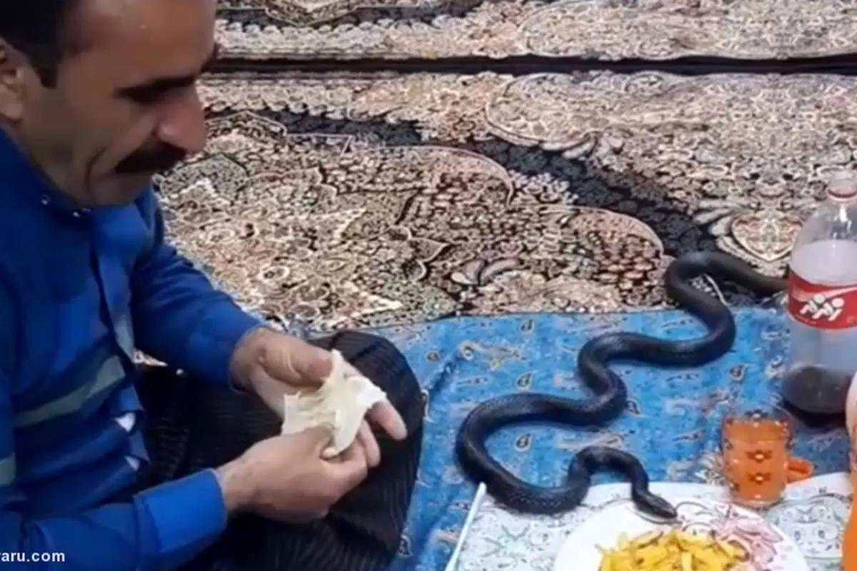 (ویدئو) مار زنده سر سفره مرد کرمانشاهی!