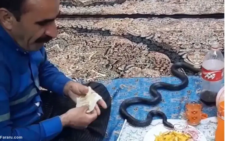 (ویدئو) مار زنده سر سفره مرد کرمانشاهی!
