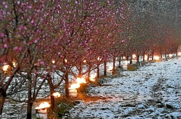 (ویدئو) گرم کردن درختان در سرمای بی‌سابقه اروپا