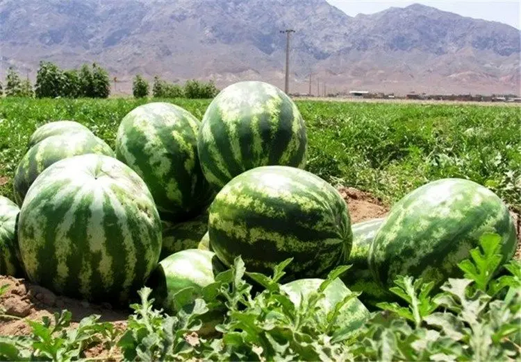 قیمت عجیب هندوانه در بازار فروردین ۱۴۰۰