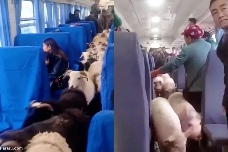 (ویدئو) حمل دام با قطار مسافربری!