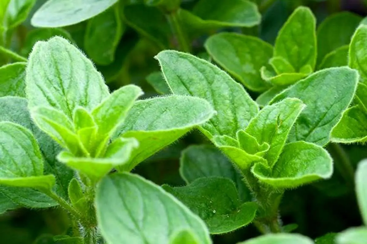 خواص گیاه دارویی پونه یا پِدِنه