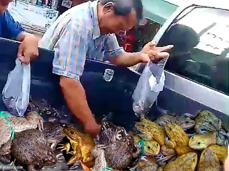 (ویدئو) خرید قورباغه زنده از وانت دوره گرد!