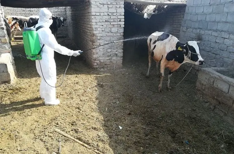 دامپزشکی خوزستان نسبت به شیوع تب کریمه کنگو هشدار داد
