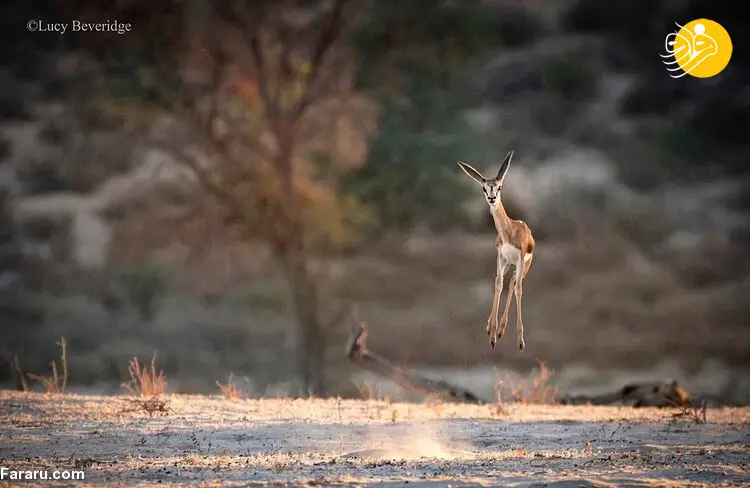 (تصاویر) مسابقه عکاسی کمدی حیات وحش در سال ۲۰۲۱
