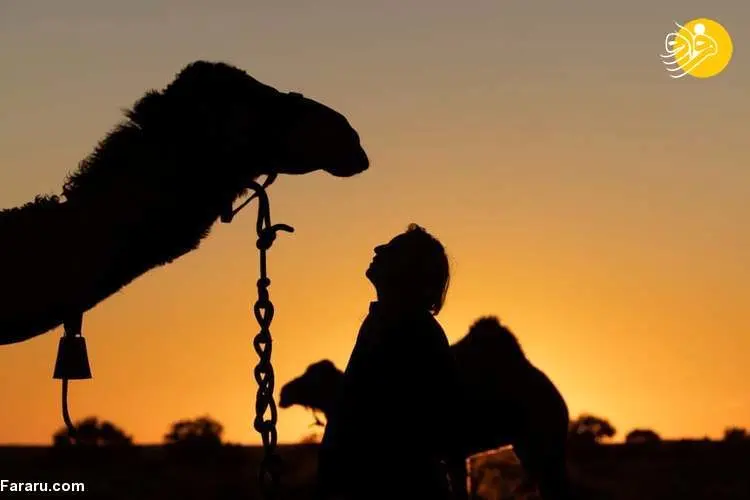 (تصاویر) سفر ۵۵۰۰ کیلومتری زن جوان با پای پیاده و پنج شتر