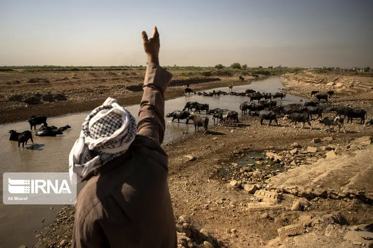 (تصاویر) گاومیش‌ها در خوزستان تشنه‌ آب