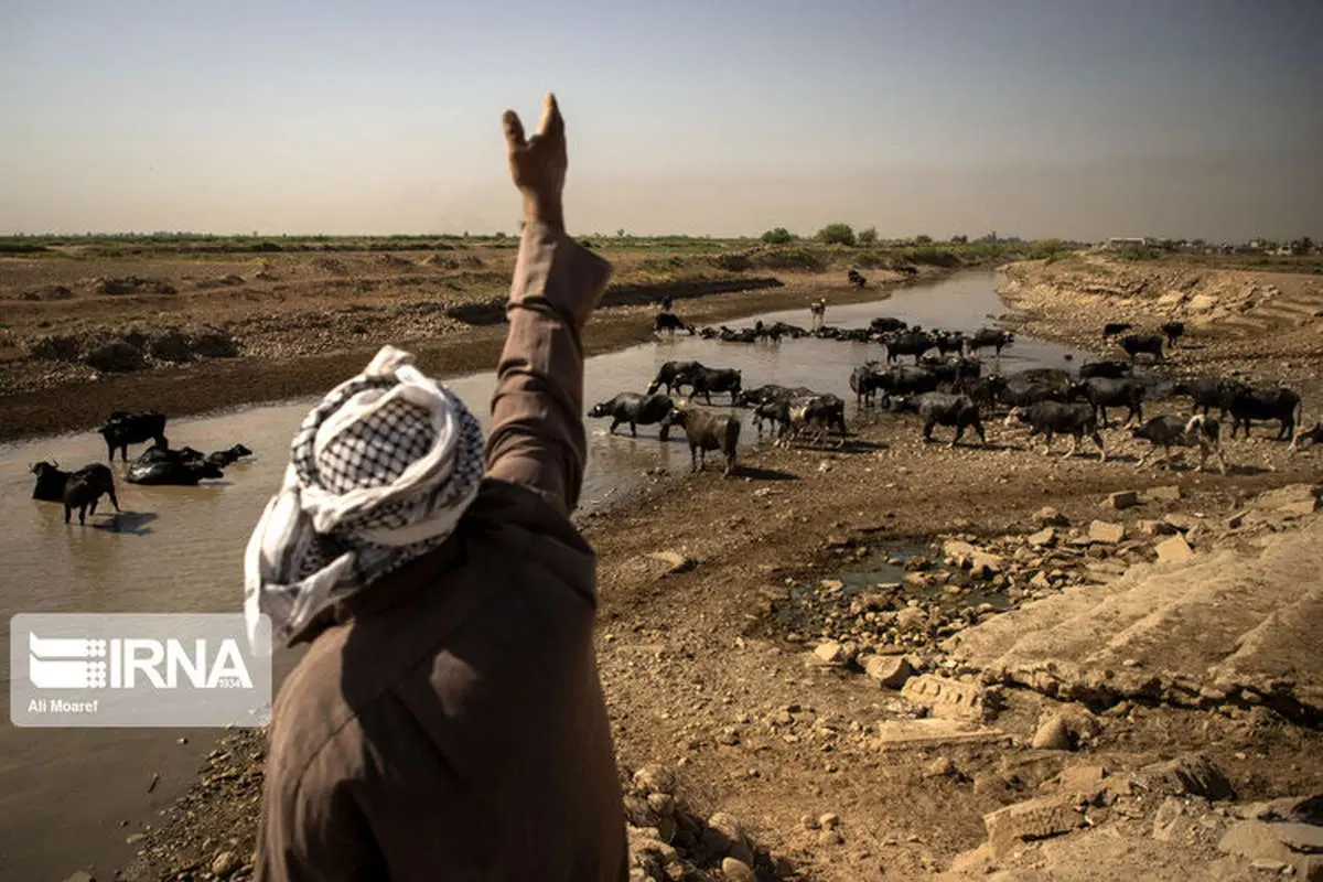(تصاویر) گاومیشها در خوزستان تشنه آب