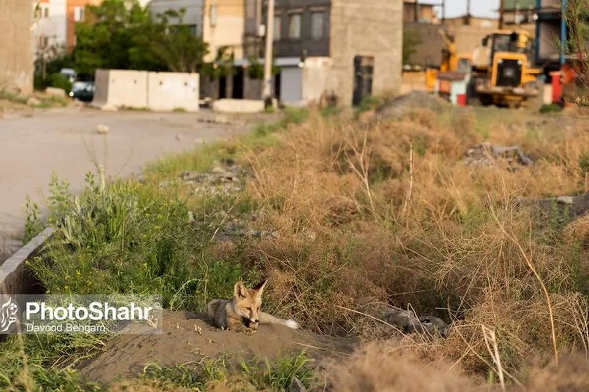 (تصاویر) همزیستی با روباهها در مشهد