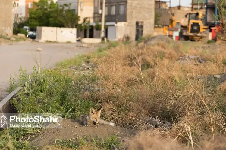 (تصاویر) همزیستی با روباه‌ها در مشهد