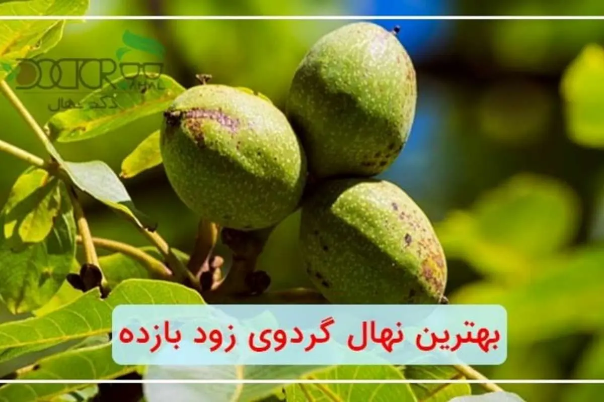 بهترین نهال گردو زود بازده چه رقمی می باشد