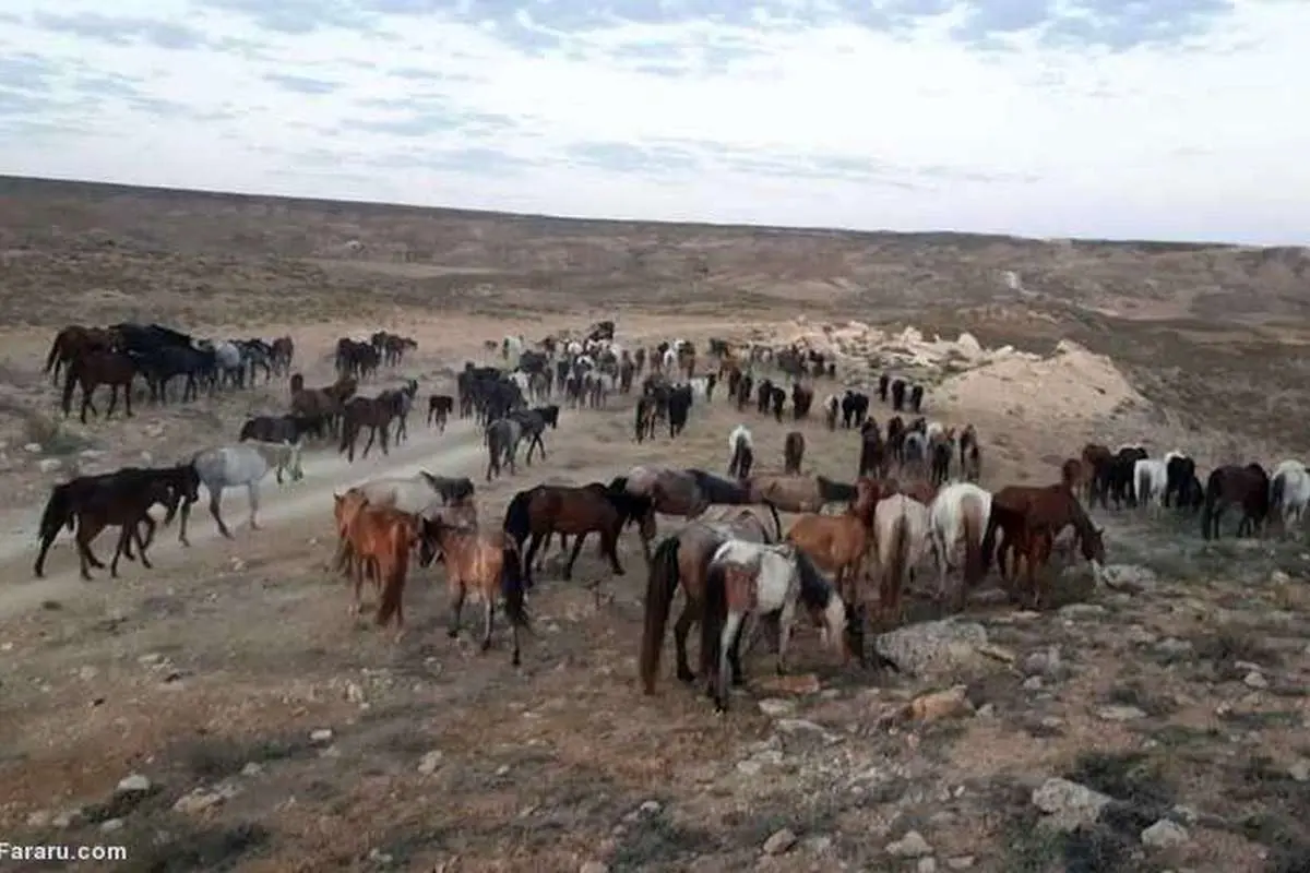 (عکس) مرگ اسبهای قزاق بر اثر خشکسالی