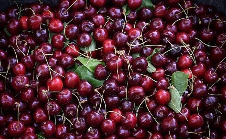 خواص شگفت انگیز و بیشمار گیلاس