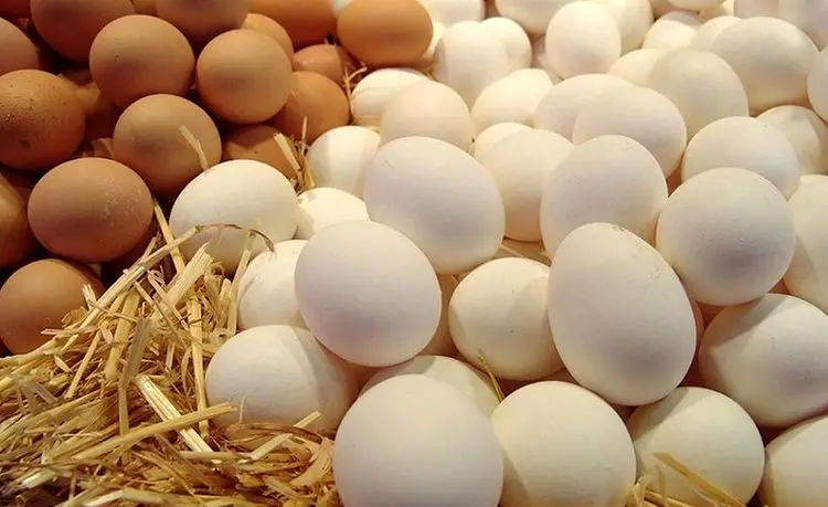 واردات مرغ و تخم‌مرغ برای تنظیم بازار