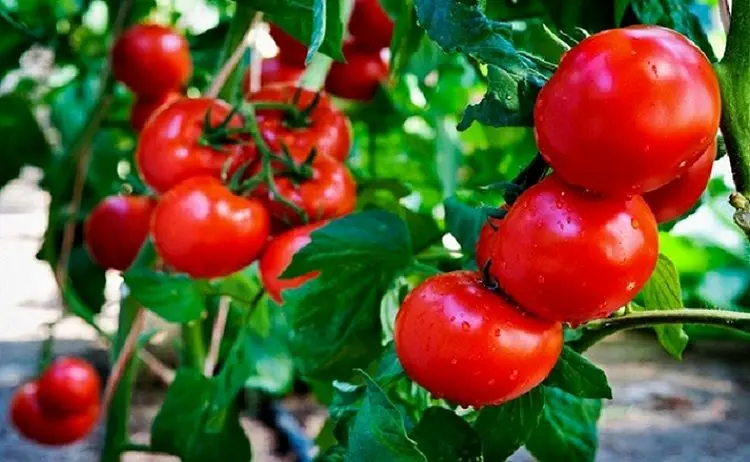 کاشت «گوجه» این بار در گلخانه «آی‌تی»