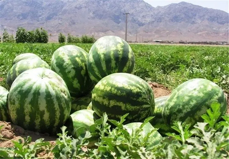 هشدار جدی دانشمندان؛ چرا نباید در شب هندوانه بخوریم؟