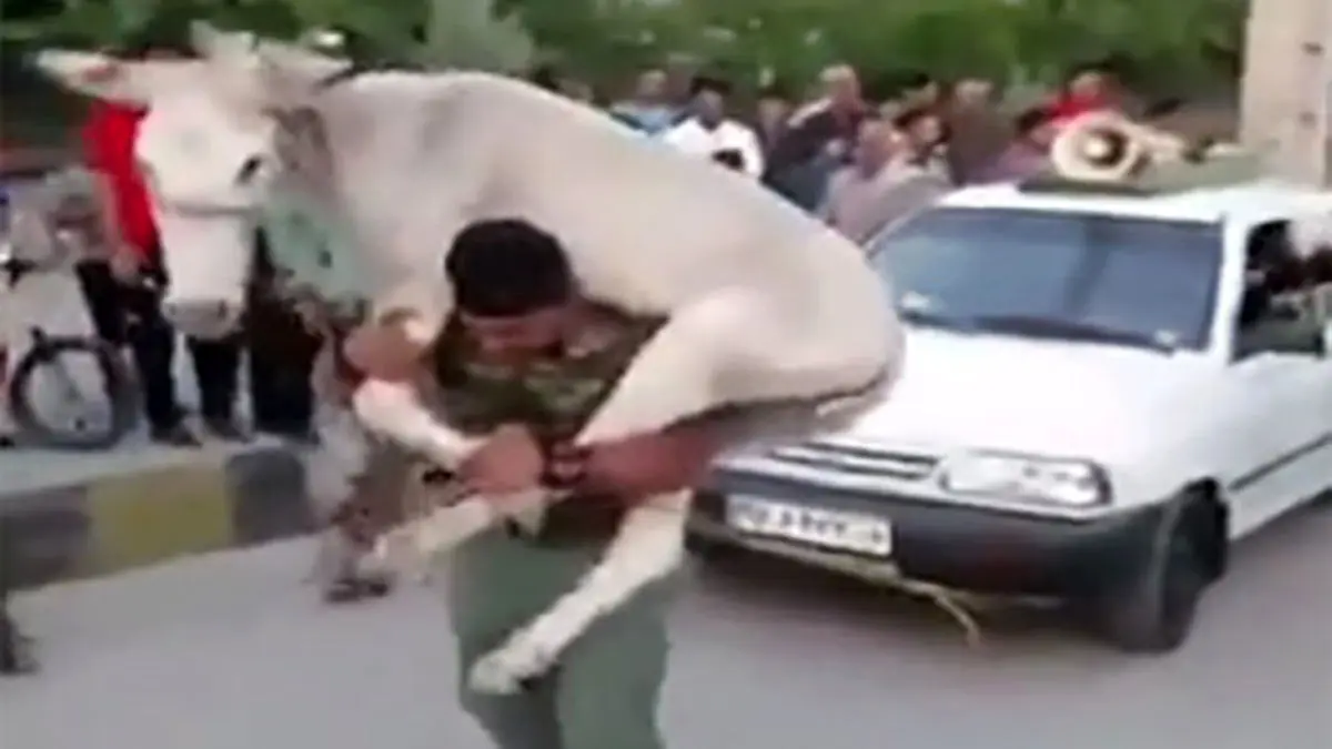 (ویدئو) مسابقه قوی‌ترین مردان همراه با حمل الاغ در ایران!