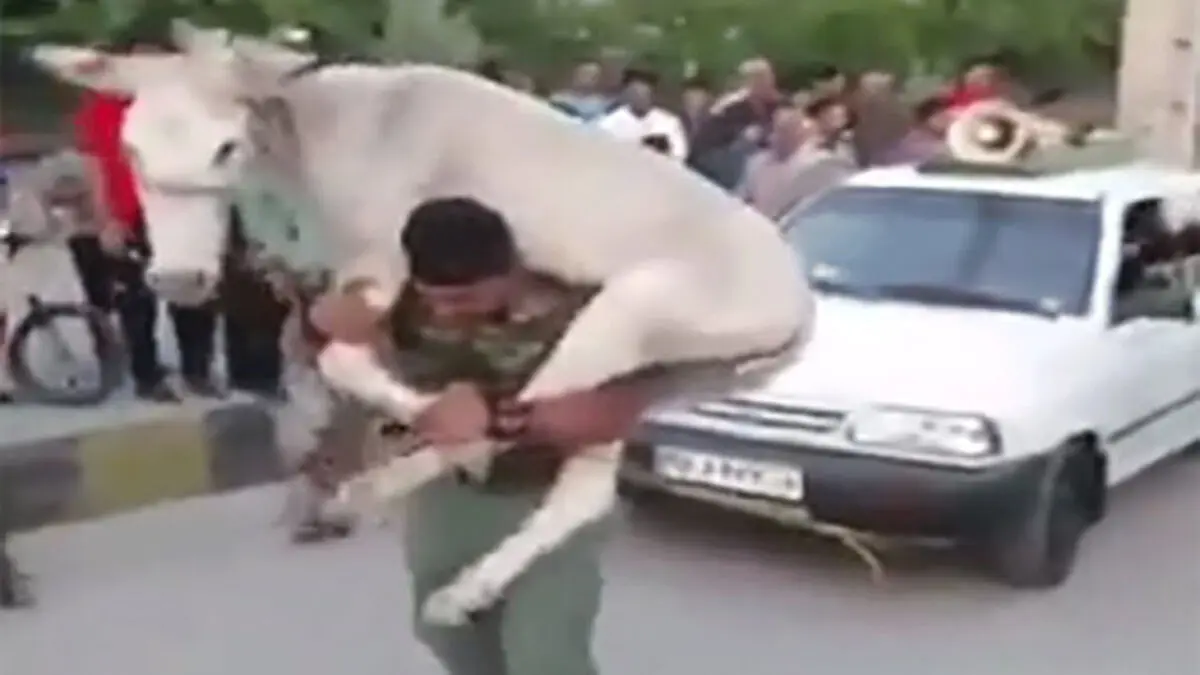(ویدئو) مسابقه قوی‌ترین مردان همراه با حمل الاغ در ایران!